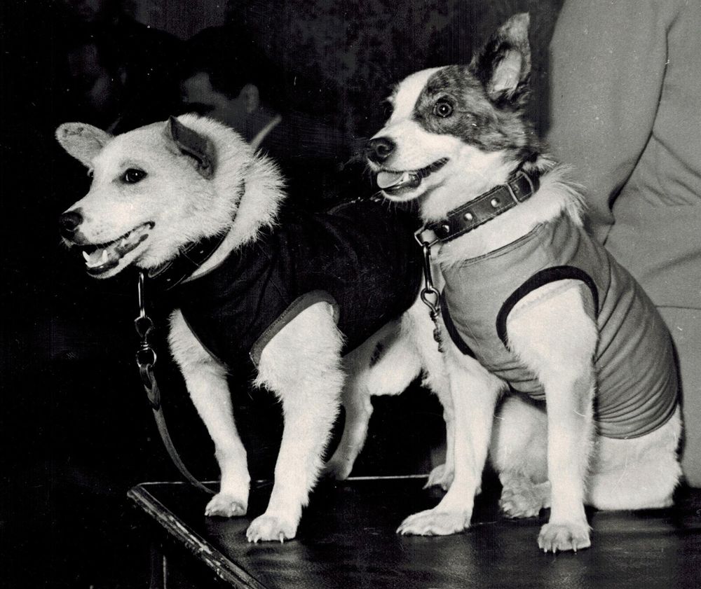 El día que los perros Belka y Strelka hicieron historia: Los primeros perros espaciales que regresaron vivos