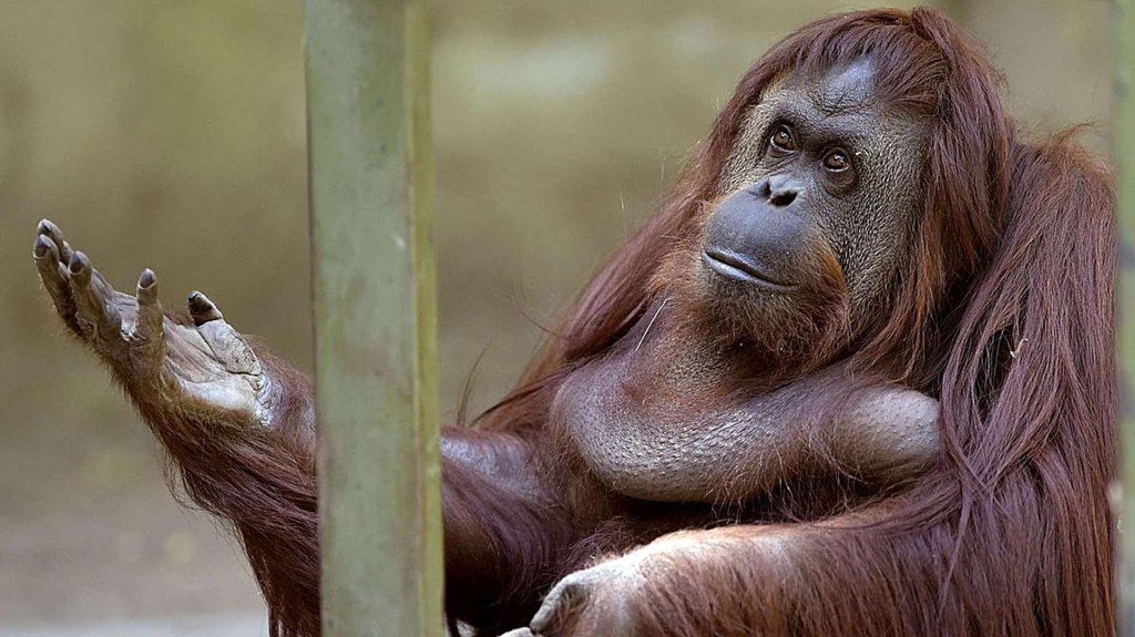 La orangutana Sandra y el precedente legal que la reconoció como "persona no humana"