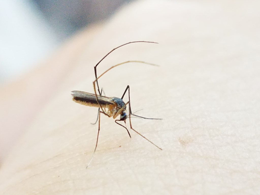 El fascinante mundo de los mosquitos: Más allá de las picaduras, las seis especies de mosquitos que debes conocer