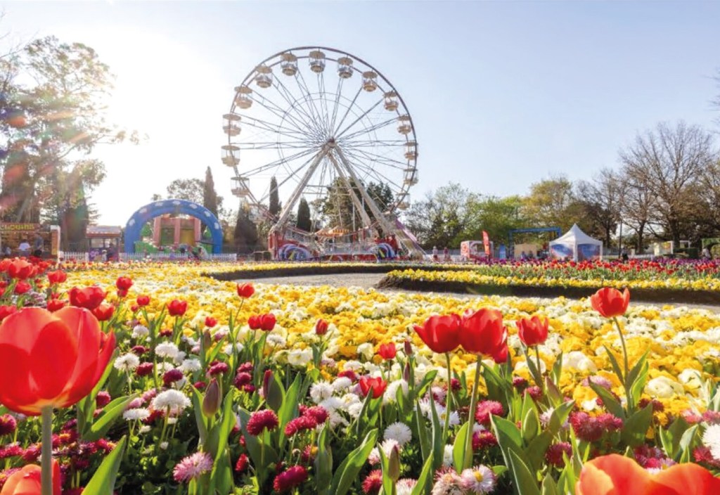 Cuando el el color y el arte de la naturaleza se apodera de Canberra: Floriade revive cada año