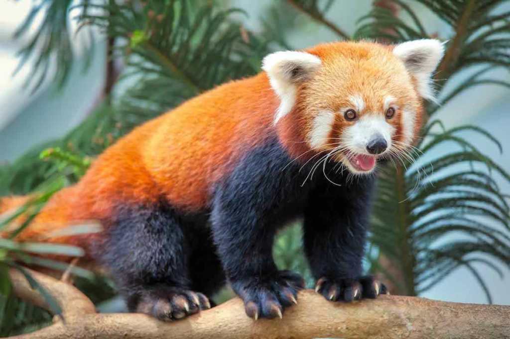 El Panda Rojo: Se popularizó en Cine pero hoy te contamos sobre el animalito que vive en la realidad