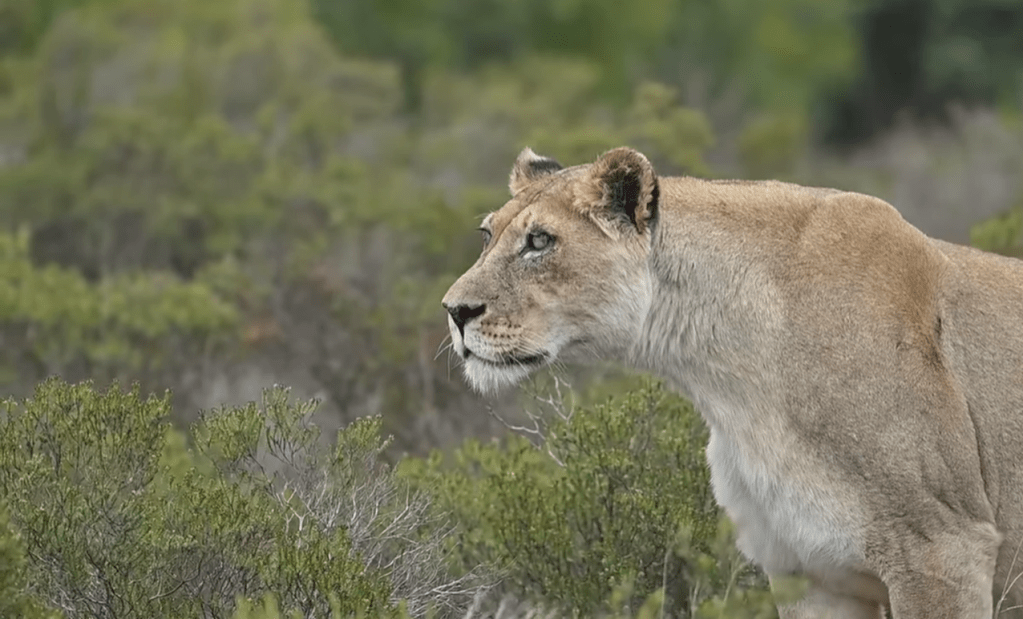 La Increíble Adaptación: Así Sobrevivió Cinco Años en la Oscuridad la Leona Ciega de Addo
