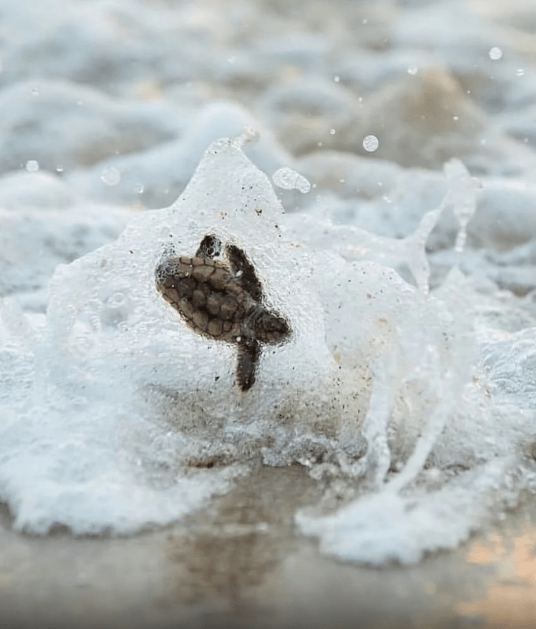 El Viaje Inaugural de la tortuga de mar: La odisea de una entre mil en el océano