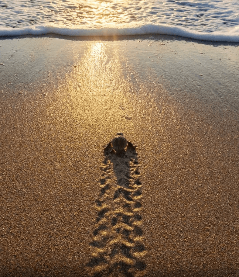 El Viaje Inaugural de la tortuga de mar: La odisea de una entre mil en el océano