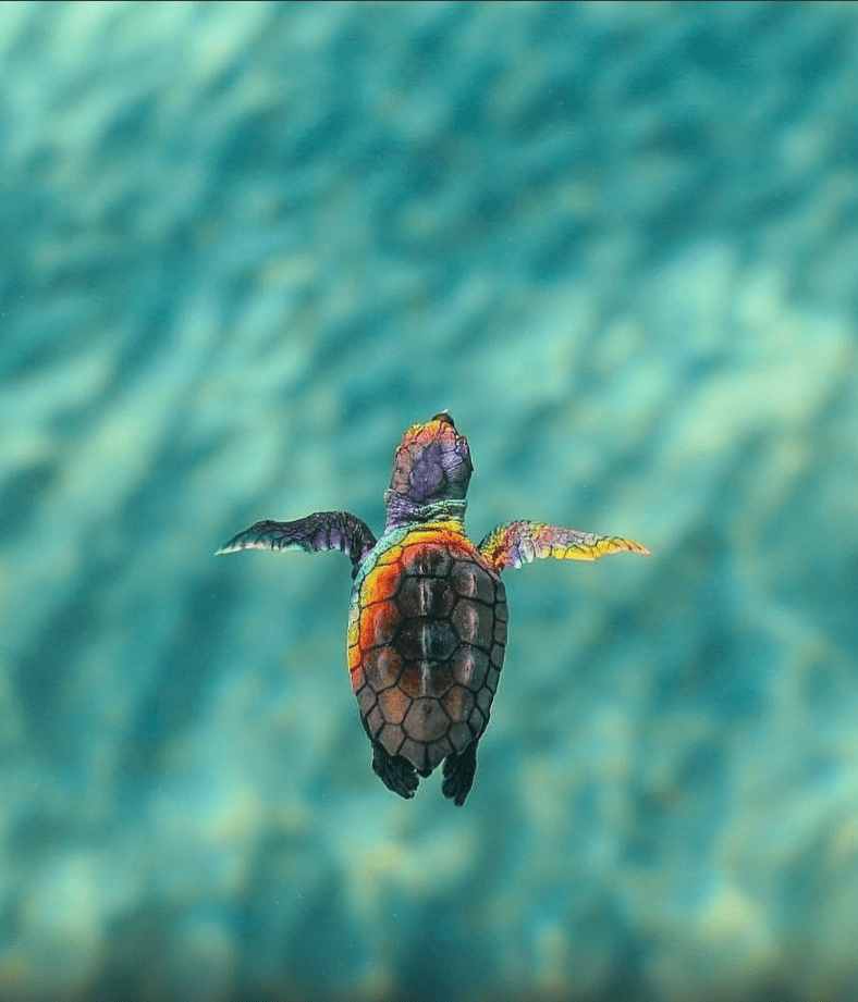 El Viaje Inaugural de la tortuga de mar: La odisea de una entre mil en el océano